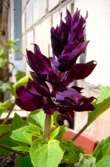 Salvia splendens Dwarf Purple Leeksalvei purpuurne